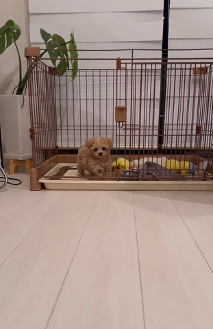 ケージの中で前足あげるワンコ