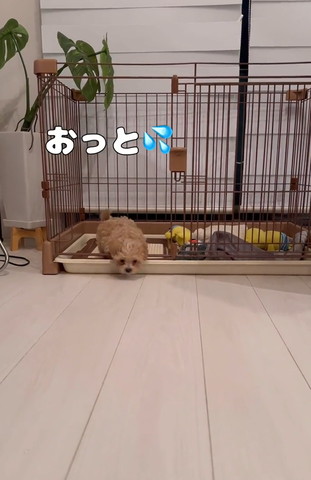 おっとテロップ