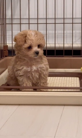 ケージの中でお座りするワンコ