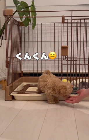 くんくんテロップ