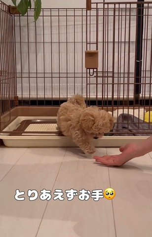 取りあえずお手テロップ