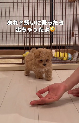 誘いに乗ったらでちゃったよテロップ