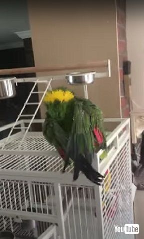 シャムロックのしぐさ