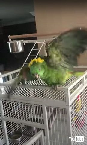 シャワーをあびるインコ