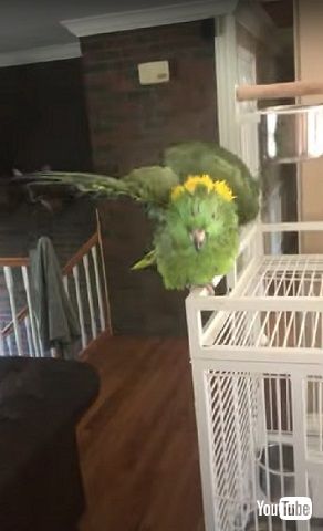 おしゃべりインコのシャムロック