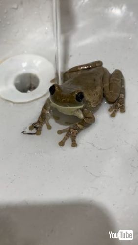 飛びつくカエル