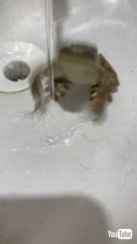 飛びつくカエル