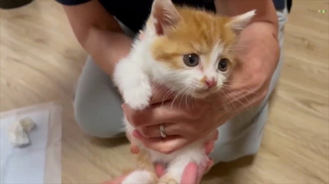 猫