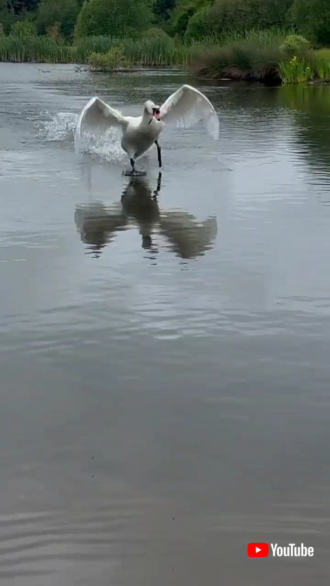 白鳥