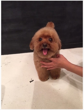 キンタロー。愛犬・ミニーちゃん