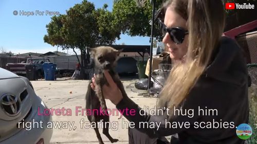 犬を保護