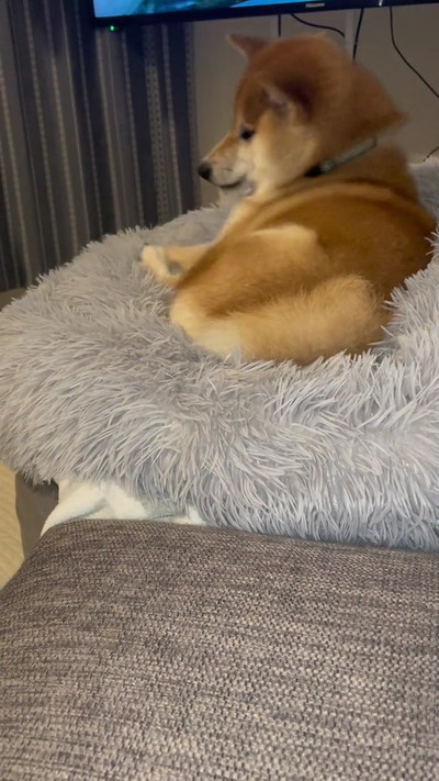 くさそうな柴犬