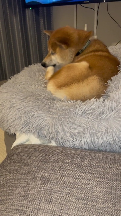 やっぱりくさい柴犬