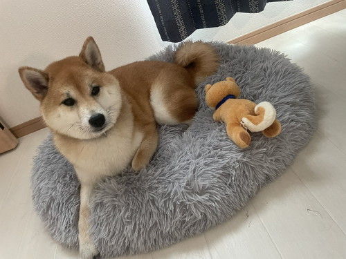 柴犬くっしょん