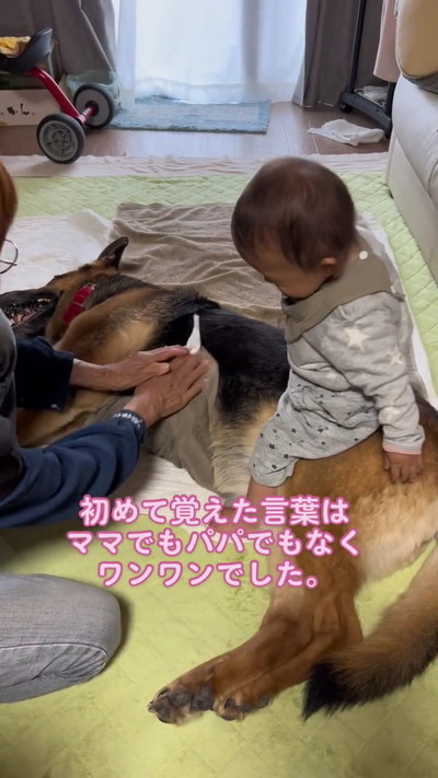 下見る赤ちゃんと犬