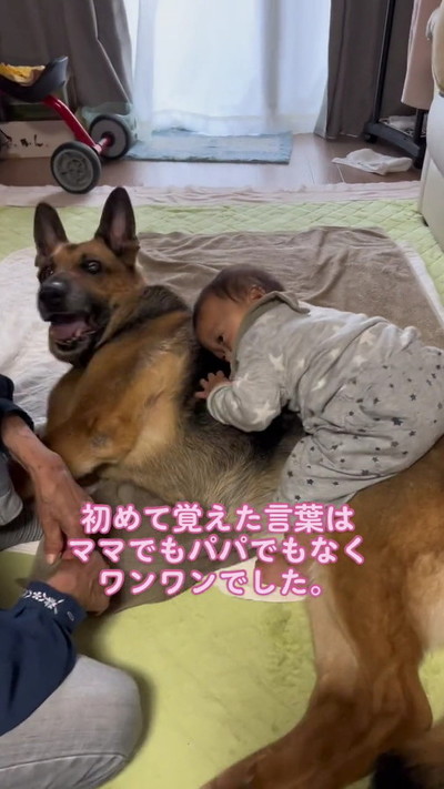 顔あげる犬