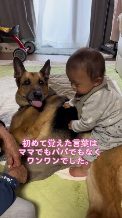 手をなめる犬