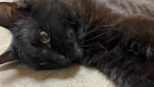 黒助くん顔アップ