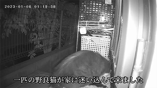 迷い込んできました