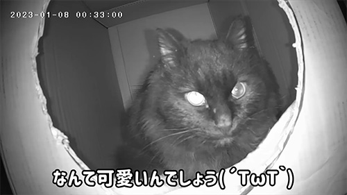 段ボールハウスに入る黒猫