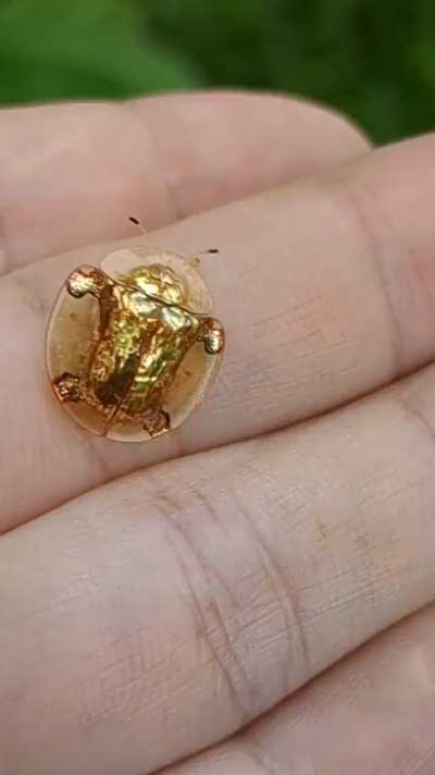 金ピカの虫