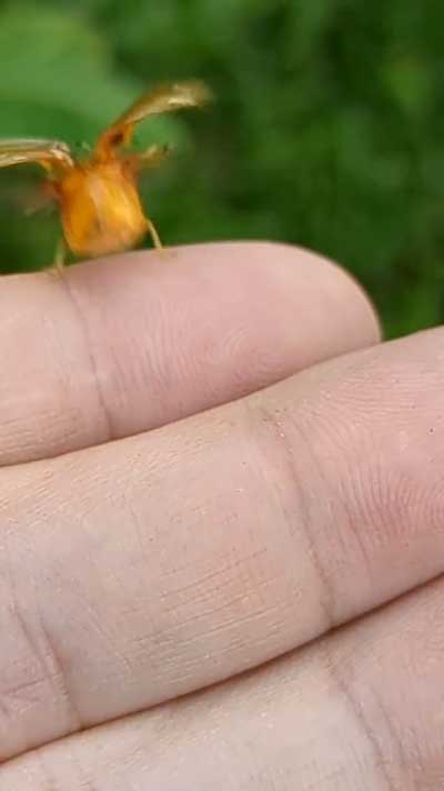 神秘的な虫