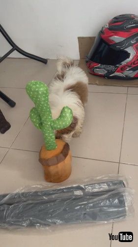 踊るサボテンにおののく犬