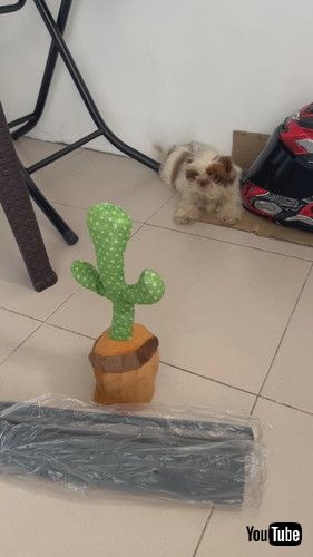 踊るサボテンにおののく犬