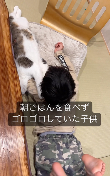 野良子猫