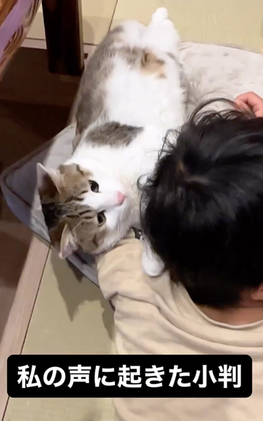 ママの声で起きる猫