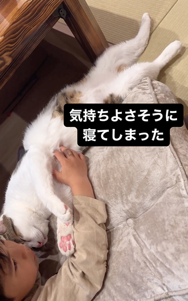 寝る猫