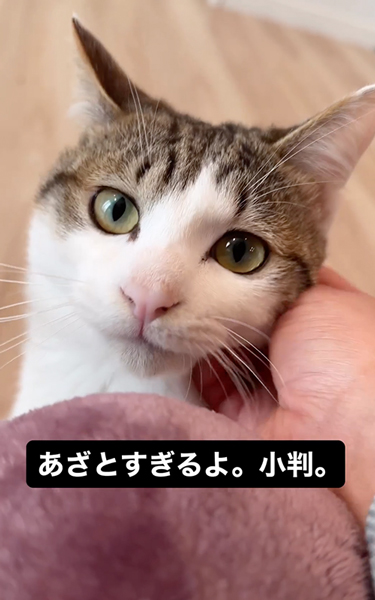 かまってほしい猫