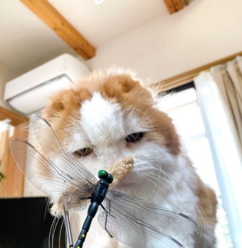 おもちゃかぐ猫