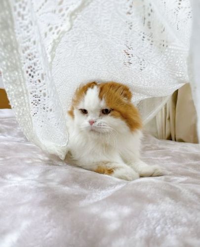 隠れたかった猫