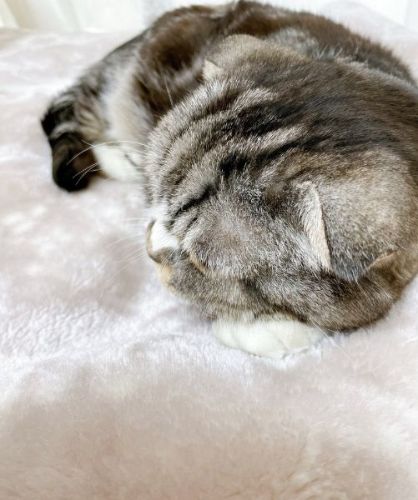 お団子枕で寝る猫