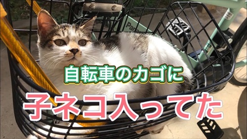 次々と子猫が入る不思議な自転車のカゴ