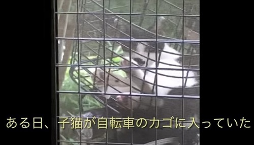 次々と子猫が入る不思議な自転車のカゴ