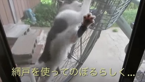 次々と子猫が入る不思議な自転車のカゴ