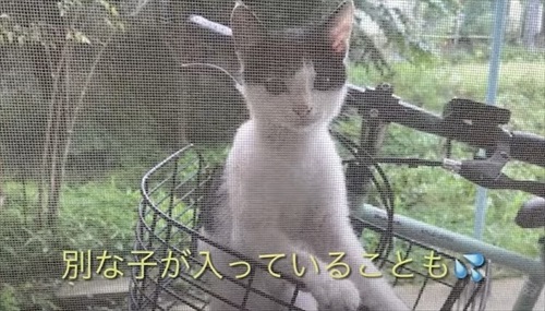 次々と子猫が入る不思議な自転車のカゴ