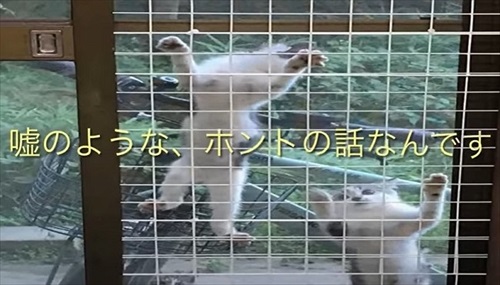 次々と子猫が入る不思議な自転車のカゴ