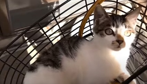 次々と子猫が入る不思議な自転車のカゴ