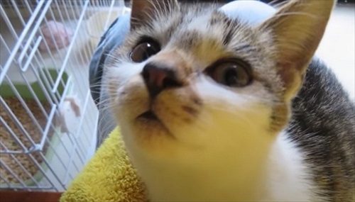 次々と子猫が入る不思議な自転車のカゴ