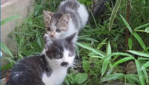 次々と子猫が入る不思議な自転車のカゴ