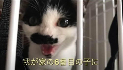 次々と子猫が入る不思議な自転車のカゴ