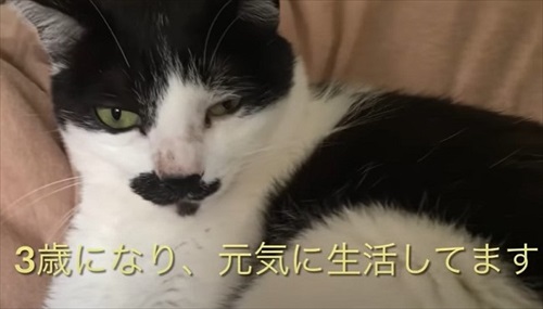 次々と子猫が入る不思議な自転車のカゴ