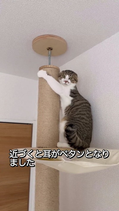 お耳ペタン猫