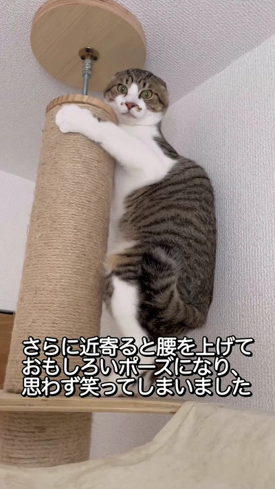 近寄った猫