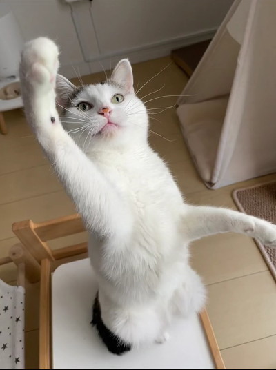 伸びるおかかちゃん