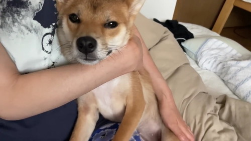 抱かれる柴犬