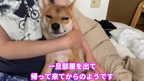 目細める柴犬